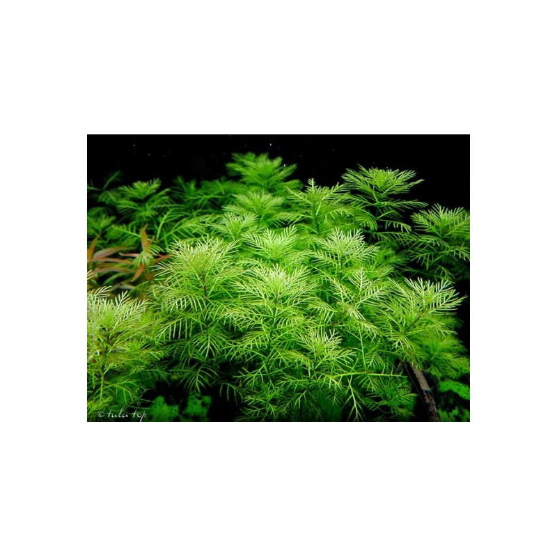 Myriophylum mattogrossense Myriophylum mattogrossense