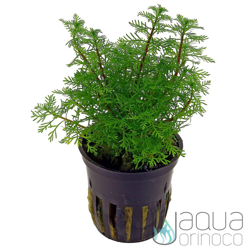 Myriophyllum mattogrossense