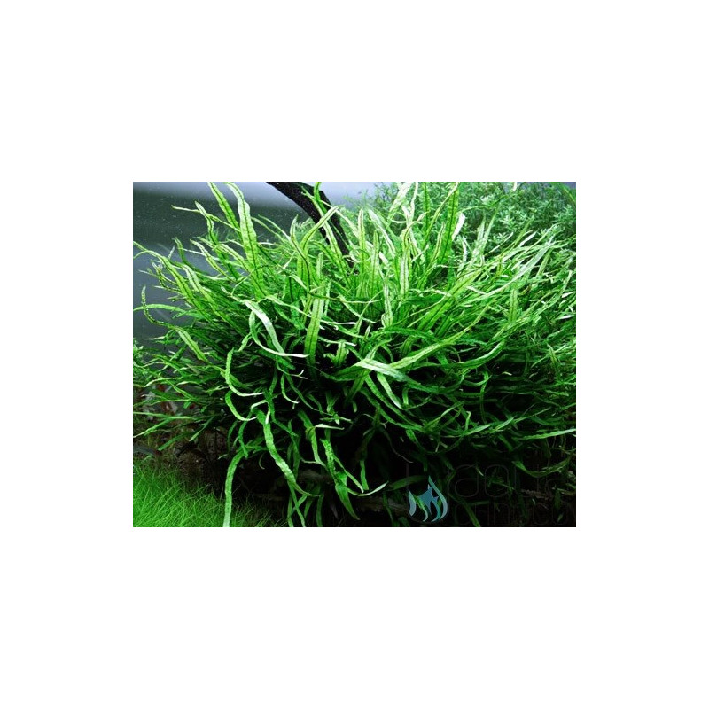 Microsorum pteropus Minor