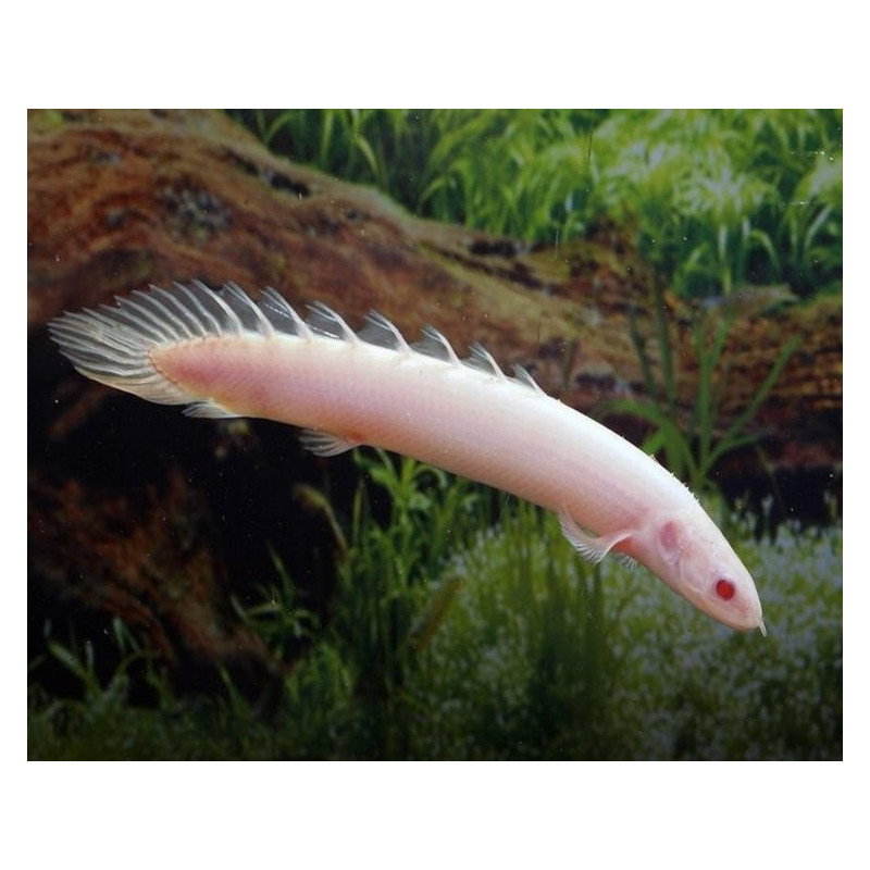 Polypterus senalus, Bichir Senegal Albino