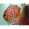 Discus Pigeon Checkerboard 9-11cm