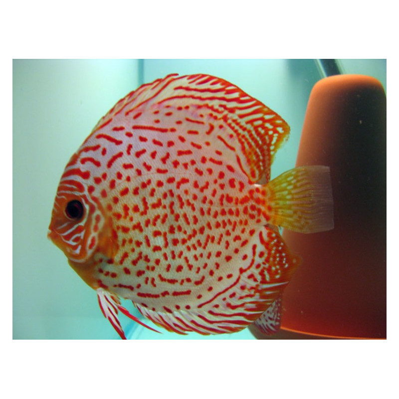 Discus Pigeon Checkerboard 9-11cm