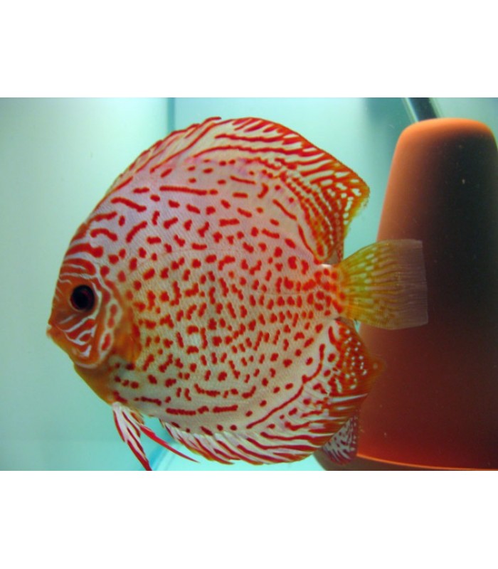 Discus Pigeon Checkerboard 9-11cm