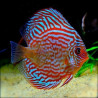 Discus Red Turquoise 10-12cm