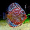 Discus Red Turquoise 10-12cm