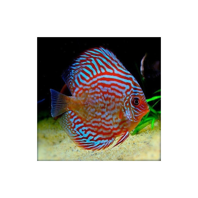 Discus Red Turquoise 10-12cm