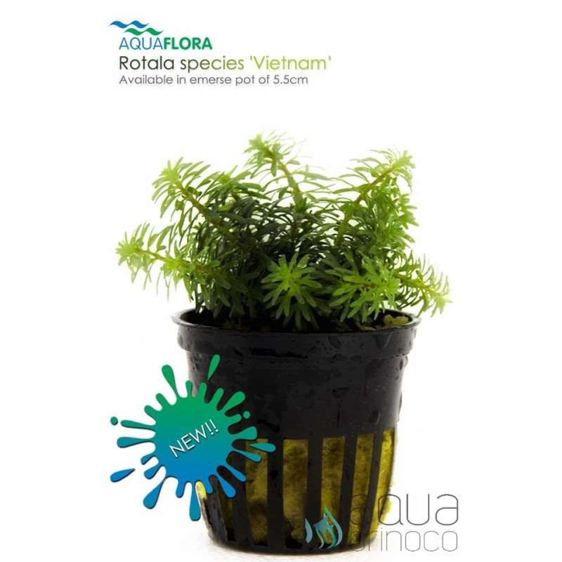 Especies de rotala Vietnam