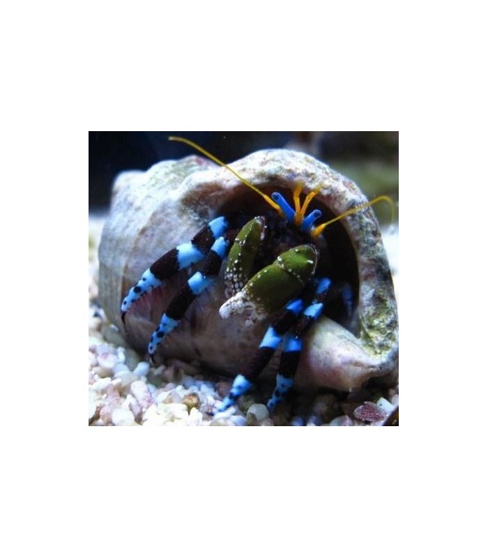 Calcinus Elegans - Caranguejo de Patas Azuis