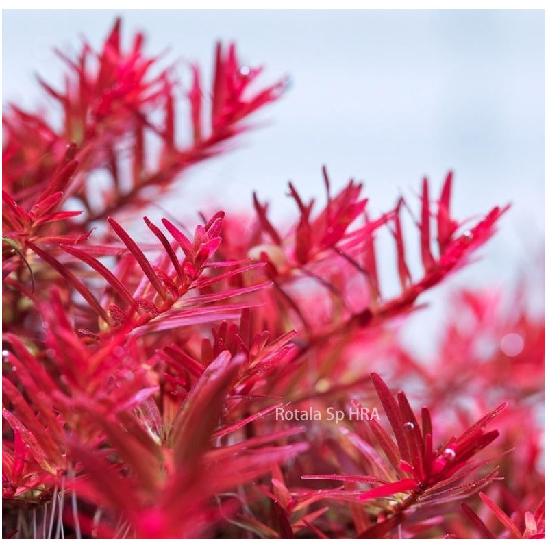 Rotala rotundifolia 'Vietnam H'ra'