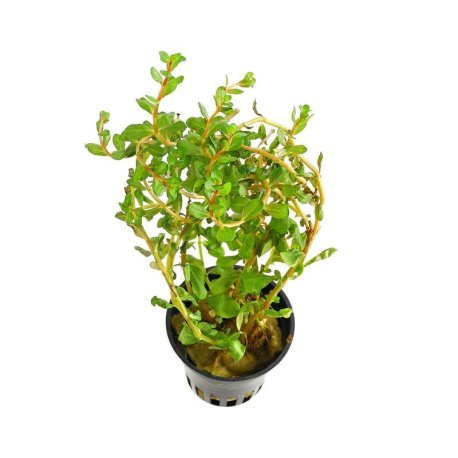 Rotala rotundifolia 'Vietnam H'ra'