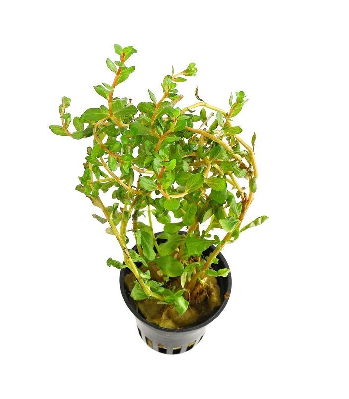 Rotala rotundifolia 'Vietnam H'ra'