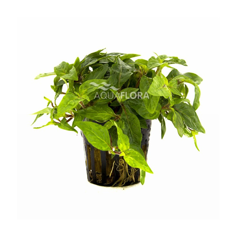 Staurogyne spec. 'Porto Velho'