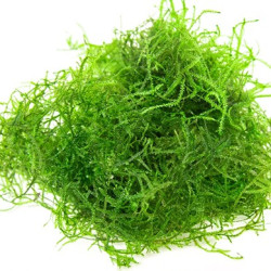 Vesicularia dubyana CUP - Java Moss Vesicularia dubyana CUP - Java Moss