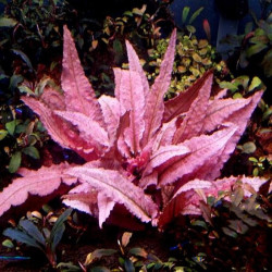 Cryptocoryne wendtii 'Flamenco' Cryptocoryne wendtii 'Flamenco'