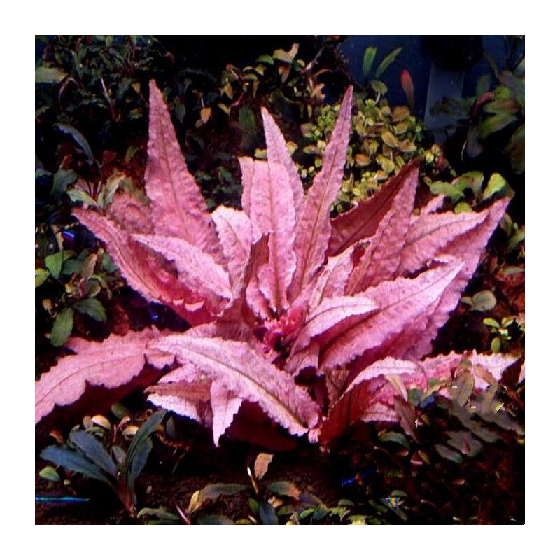 Cryptocoryne wendtii 'Flamingo'