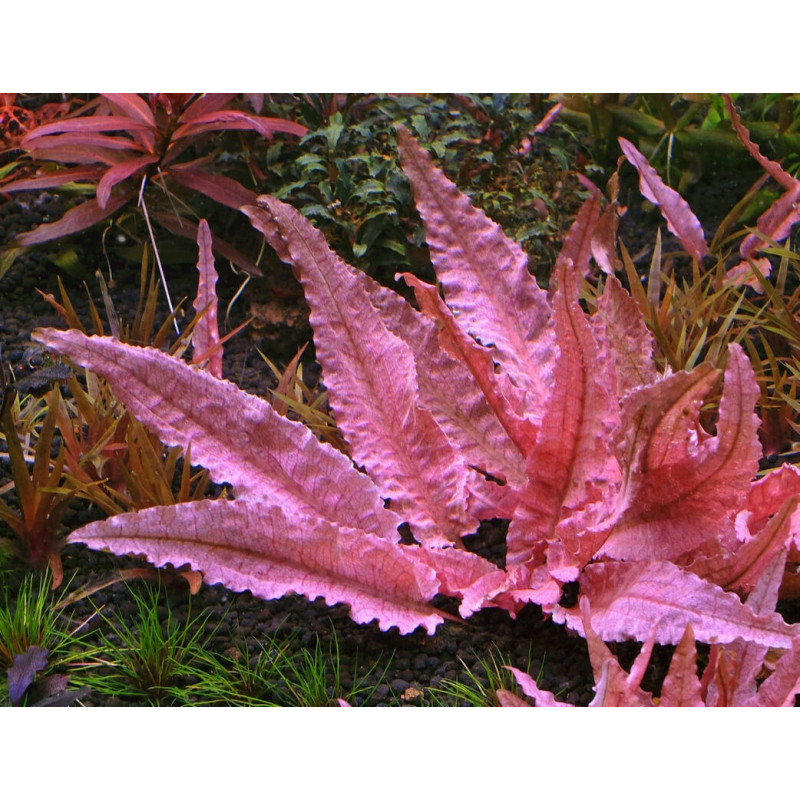 Cryptocoryne wendtii 'Flamingo'