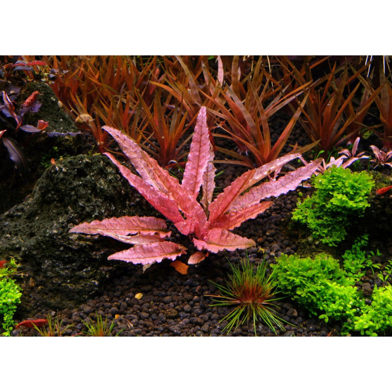 Cryptocoryne wendtii 'Flamingo'