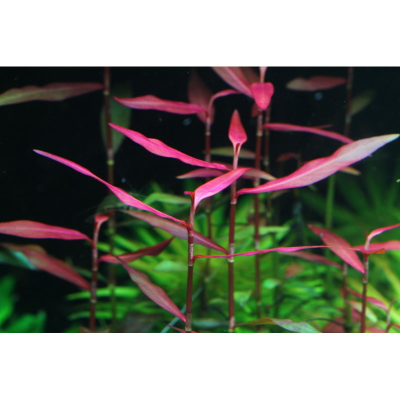Persicaria praetermissa rubí