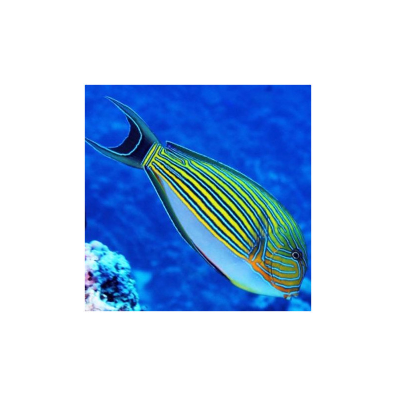 Acanthurus lineatus, Clown Tang S