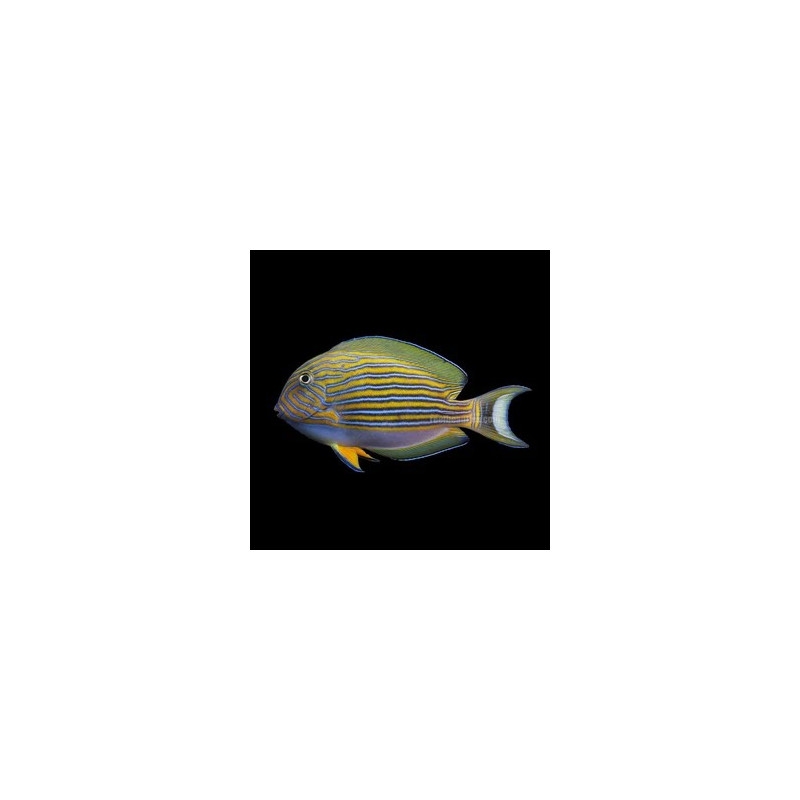 Acanthurus lineatus, Clown Tang S