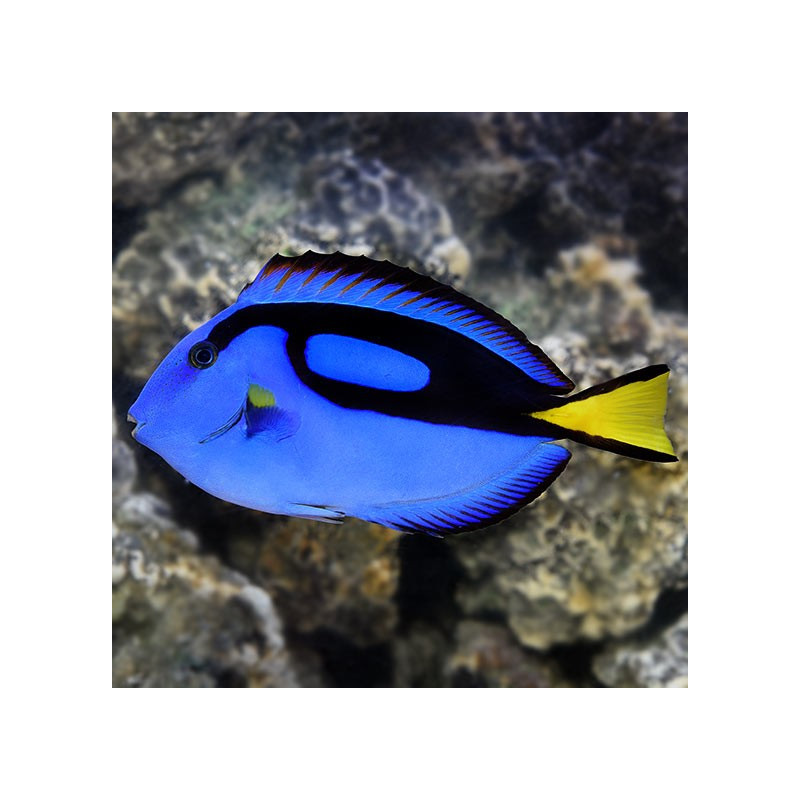 Paracanthurus hepatus, Blue Tang M