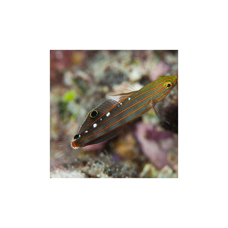 Koumansetta rainfordi, Court Jester Goby Koumansetta rainfordi, Court Jester Goby
