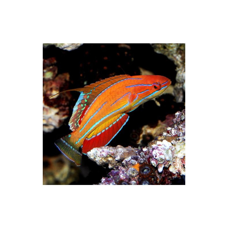 Paracheilinus carpenteri, Carpenter's Flasher Wrasse