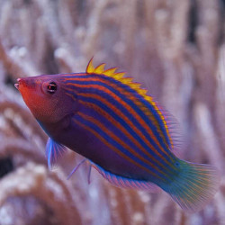 Pseudocheilinus hexataenia, Six Line Wrasse Pseudocheilinus hexataenia, Six Line Wrasse