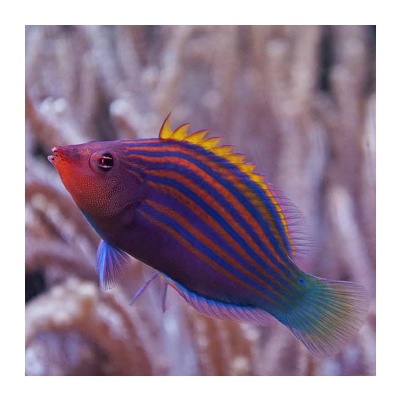 Pseudocheilinus hexataenia, Six Line Wrasse