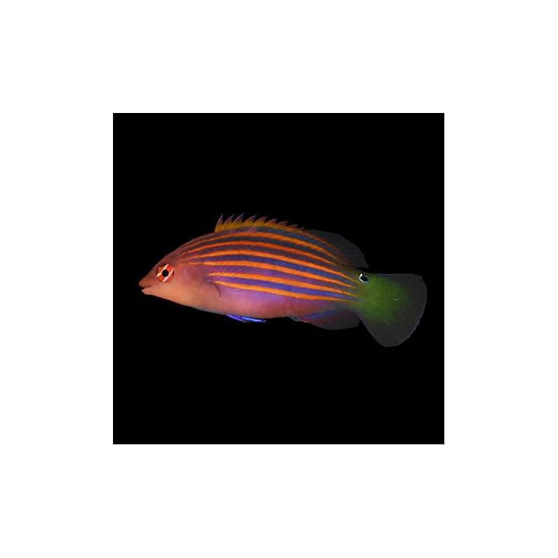 Pseudocheilinus hexataenia, Six Line Wrasse