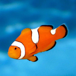 Amphiprion percula Amphiprion percula