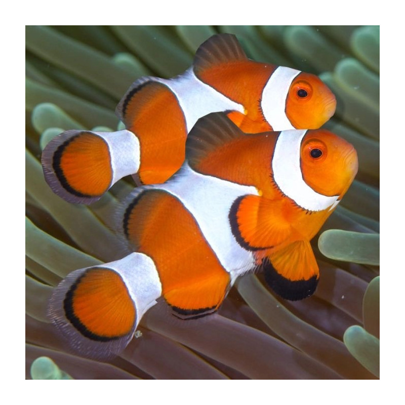 Amphiprion percula M