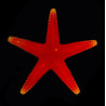Fromia pacifica, Pacifica Seastar