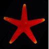 Fromia pacifica, Pacifica Seastar