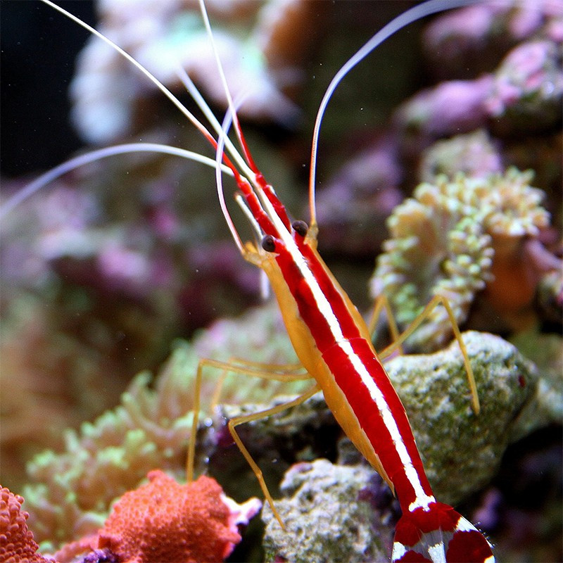 Lysmata amboinensis , Scarlet Skunk Cleaner Shrimp