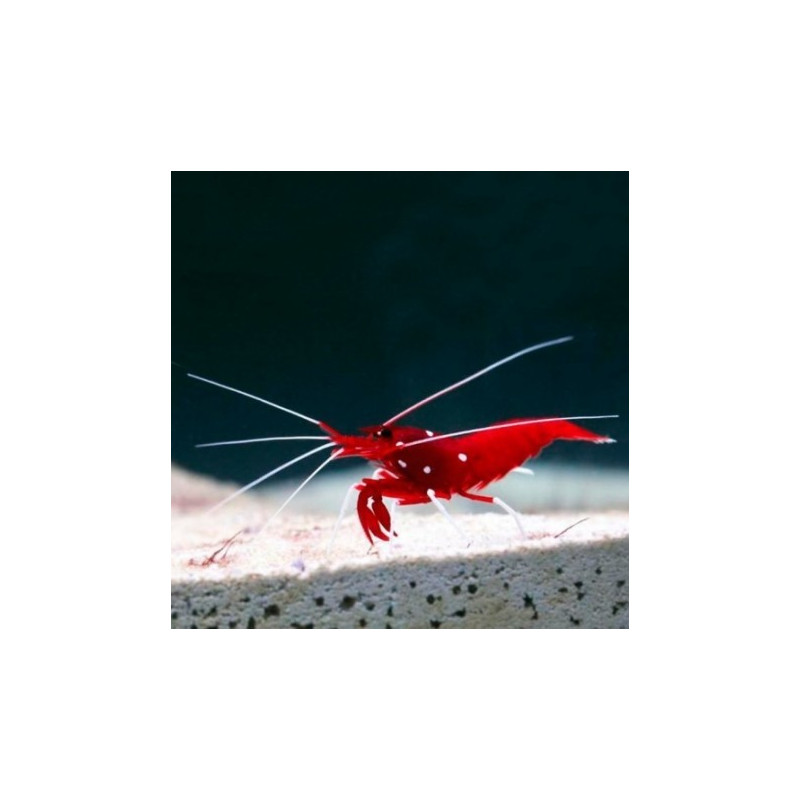 Lysmata debelius - Blood Red Fire Shrimp