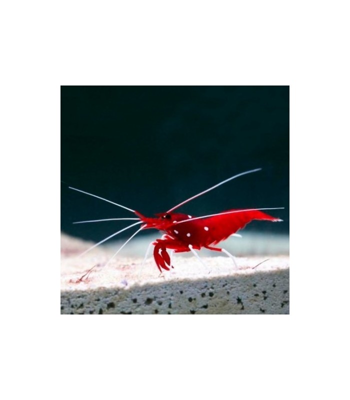 Lysmata debelius - Blood Red Fire Shrimp