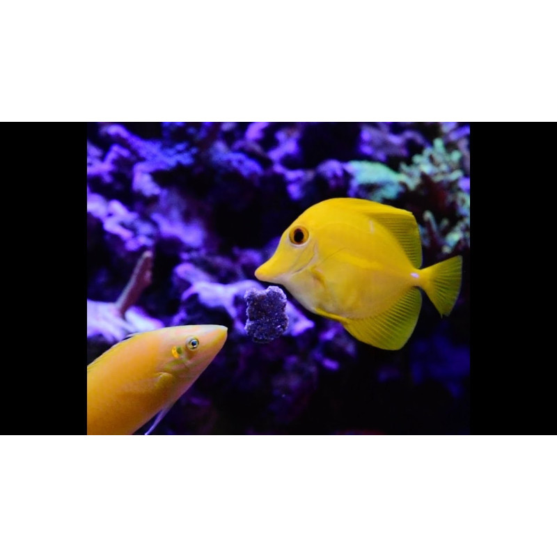 Easy Masstick 40g - easyreefs Easy Masstick 40g - easyreefs