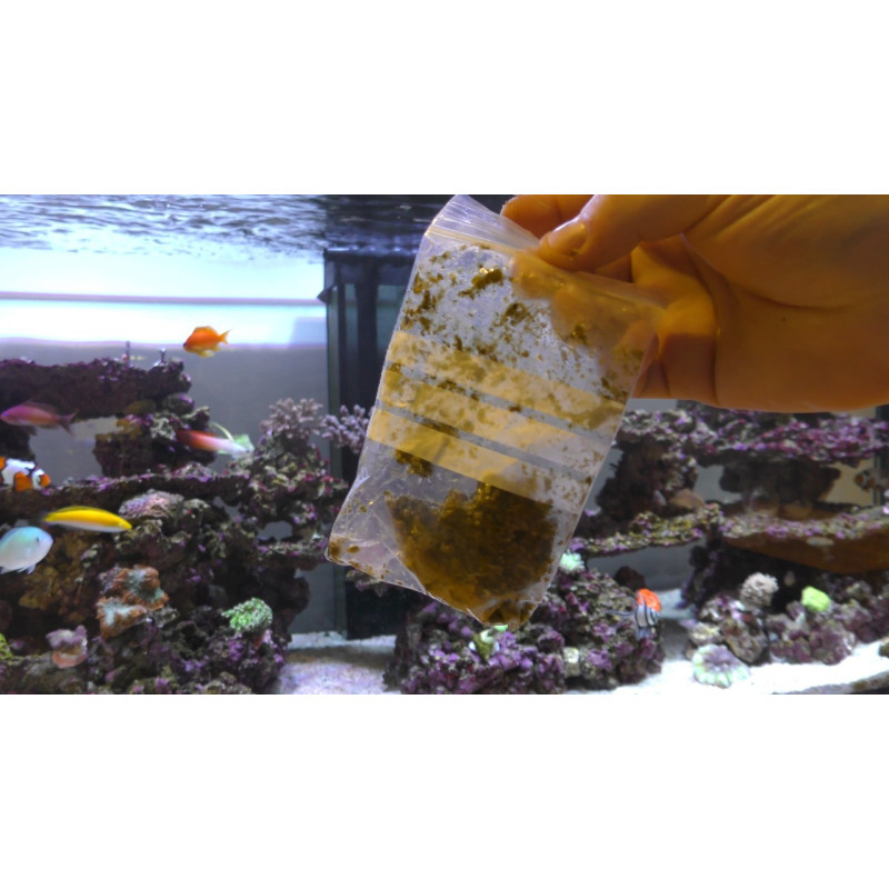 Masstick em pó - easyreefs