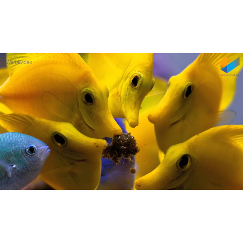 Masstick em pó - easyreefs Masstick em pó - easyreefs