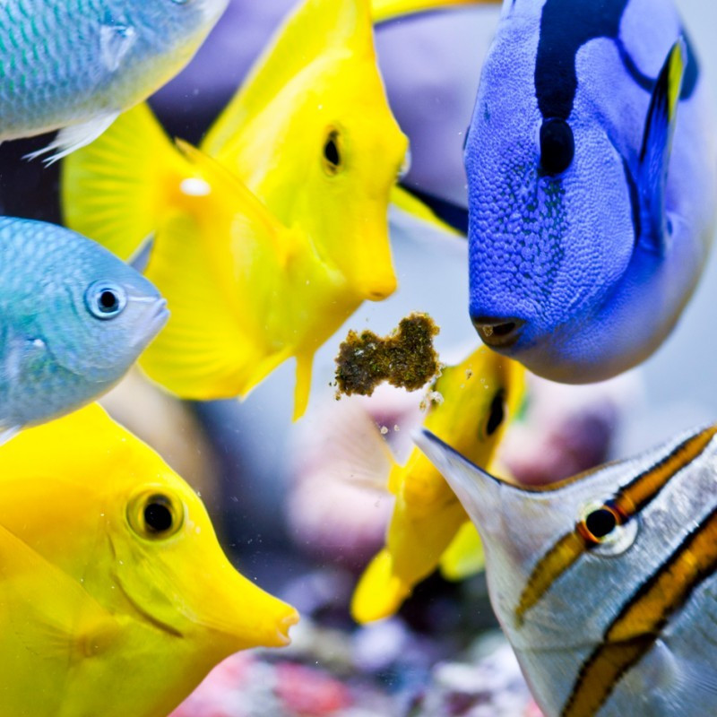 Masstick em pó - easyreefs