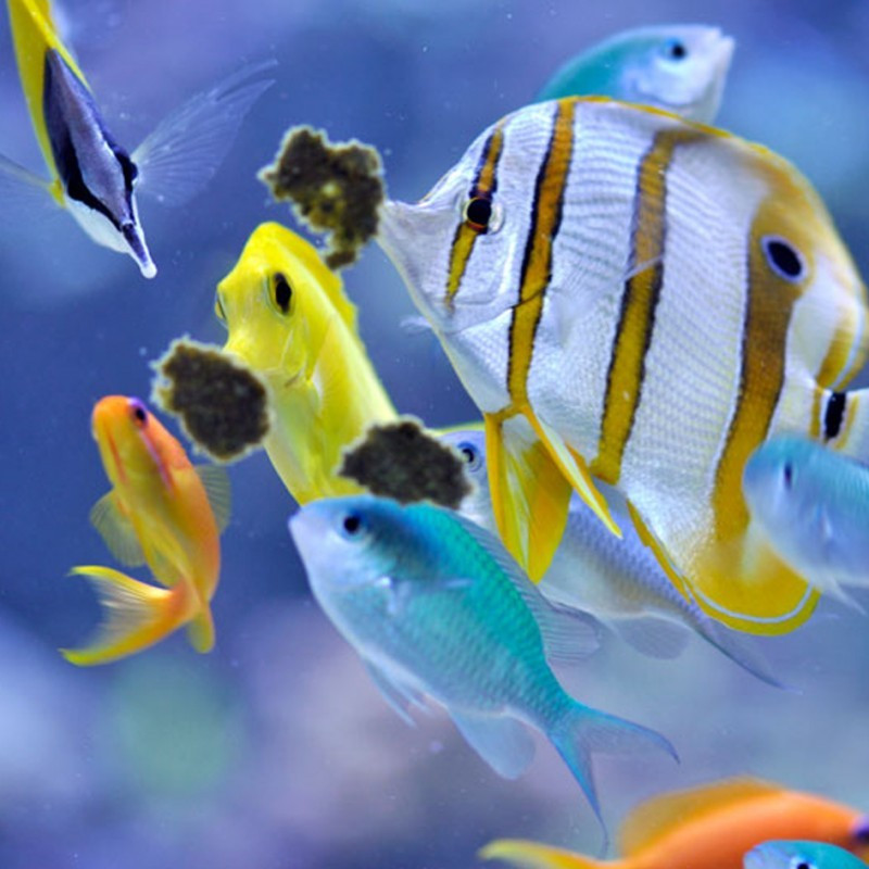 Masstick em pó - easyreefs