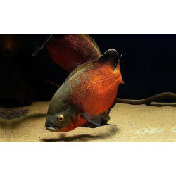 Astronotus ocellatus red oscar 6cm Astronotus ocellatus red oscar 6cm