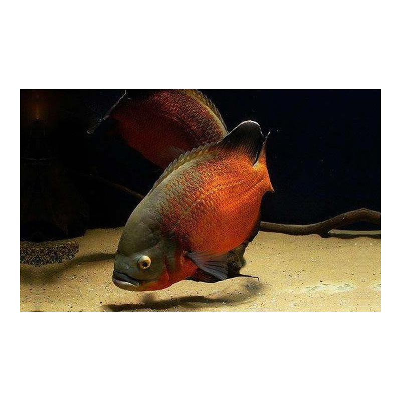 Astronotus ocellatus red oscar