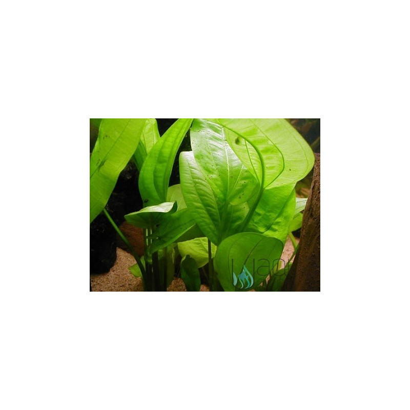 Echinodorus macrophyllus