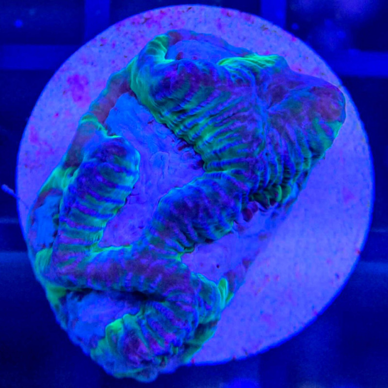Oulophyllia I AquaOrinoco