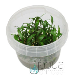 Cryptocoryne pigmea Cryptocoryne pigmea