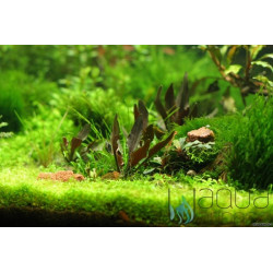 Cryptocoryne lutea Hobbit Cryptocoryne lutea Hobbit