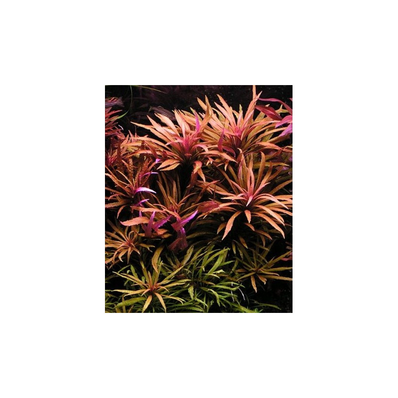 Limnophila aromatica