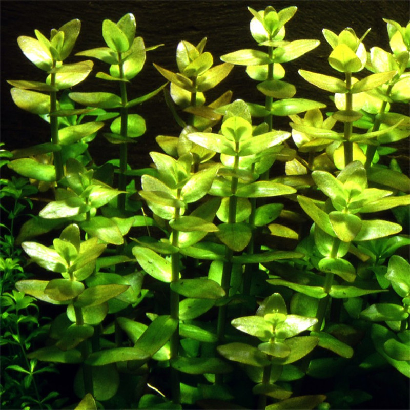 Bacopa caroliniana aka amplexicaulis